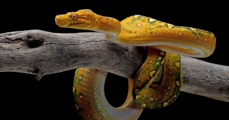 freepik/kuritafsheen77